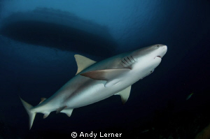Pregnant caribbean reef shark under the T&C Agressor by Andy Lerner 
